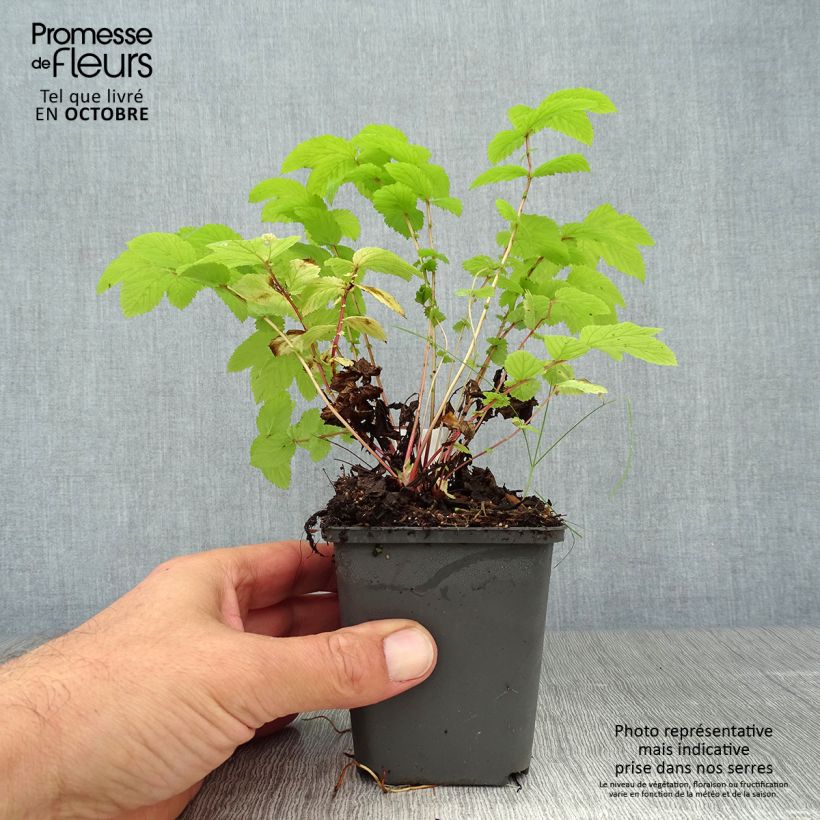Spécimen de Filipendula ulmaria Aurea - Reine des prés Godet de 8/9 cm tel que livré en automne