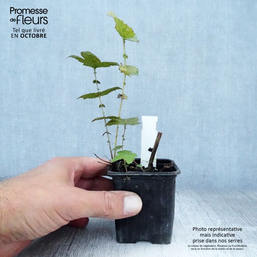 Spécimen de Filipendula ulmaria Plena - Reine des prés Godet de 8/9 cm tel que livré en automne