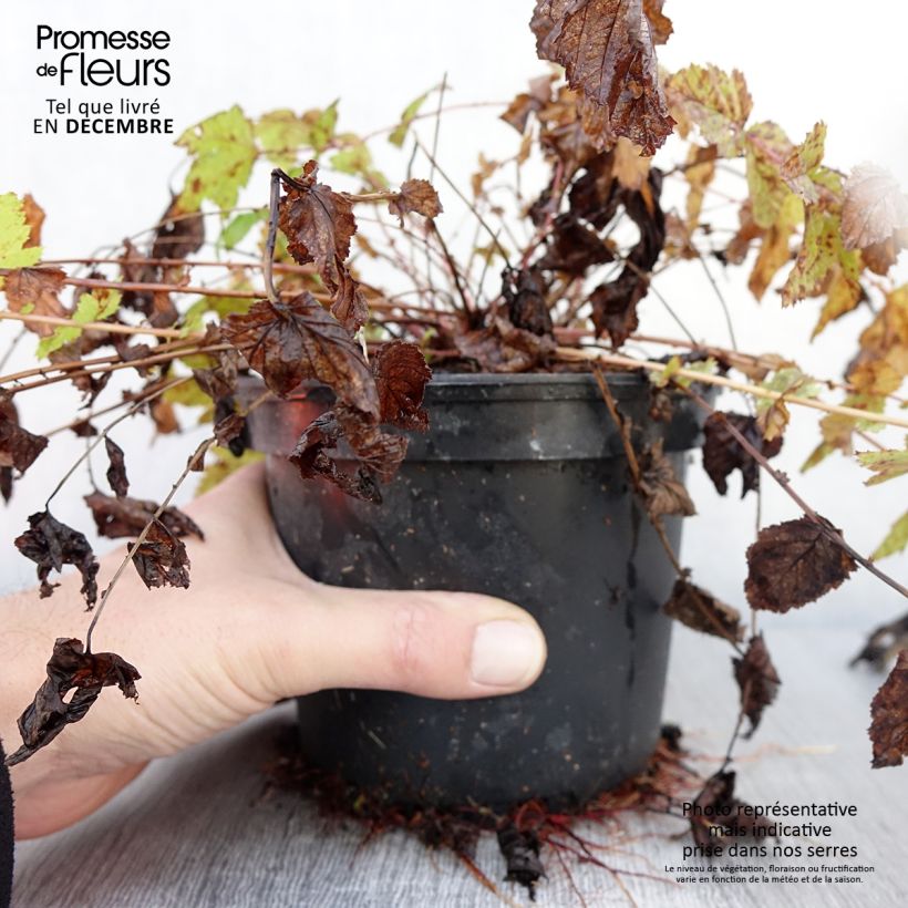 Spécimen de Filipendula ulmaria - Reine des prés Pot de 2L/3L tel que livré en automne