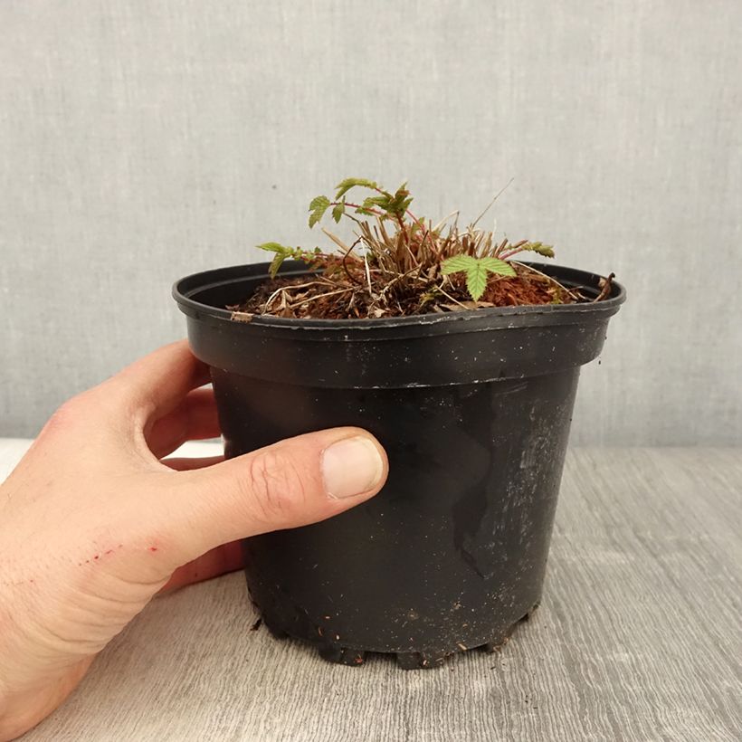 Spécimen de Filipendula ulmaria - Reine des prés Pot de 2L/3L tel que livré au printemps