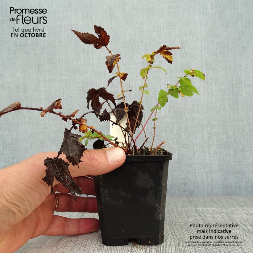 Spécimen de Filipendula ulmaria - Reine des prés Godet de 8/9 cm tel que livré en automne