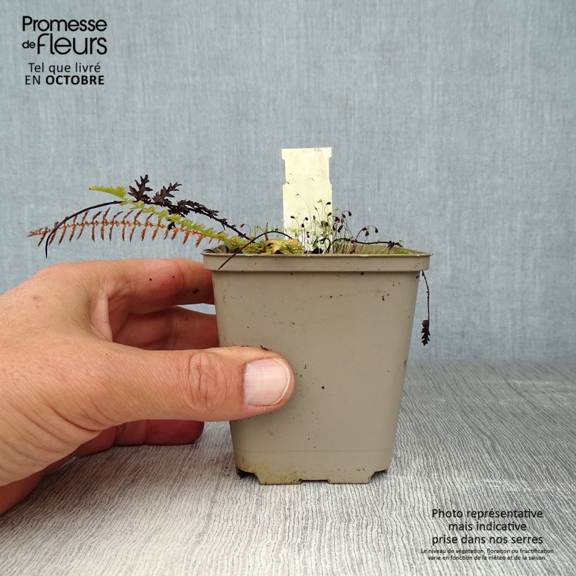 Spécimen de Filipendula vulgaris - Filipendule commune Godet de 8/9 cm tel que livré en automne