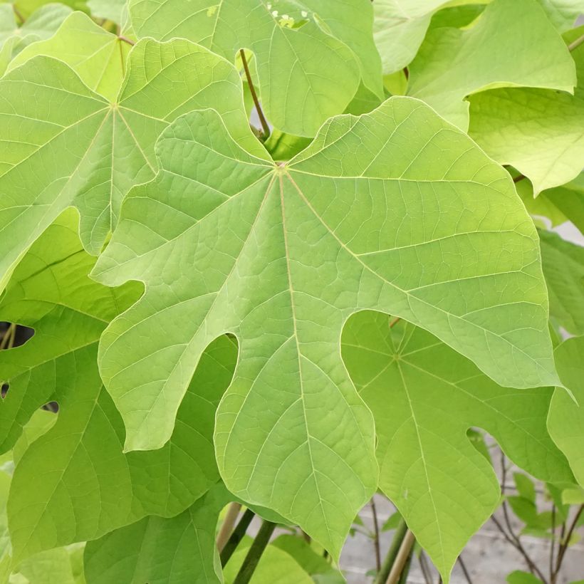 Firmiana simplex - Parasol chinois, Sterculier à feuilles de platane (Feuillage)