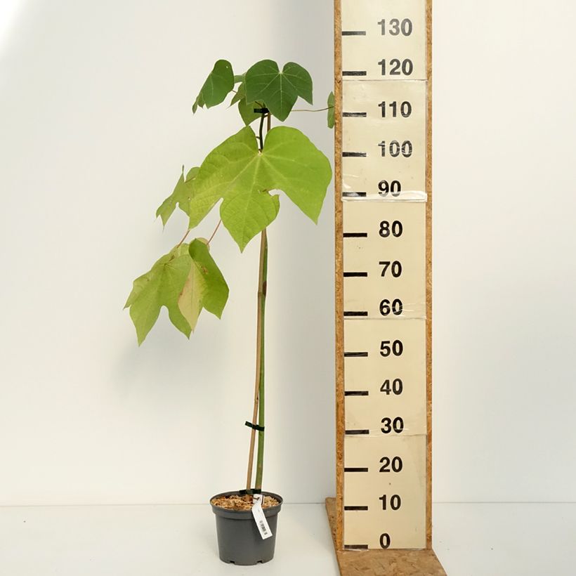 Spécimen de Firmiana simplex - Parasol chinois, Sterculier à feuilles de platane Pot de 3L/4L tel que livré en automne