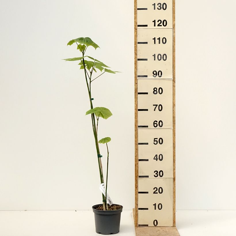 Spécimen de Firmiana simplex - Parasol chinois, Sterculier à feuilles de platane Pot de 3L/4L tel que livré au printemps