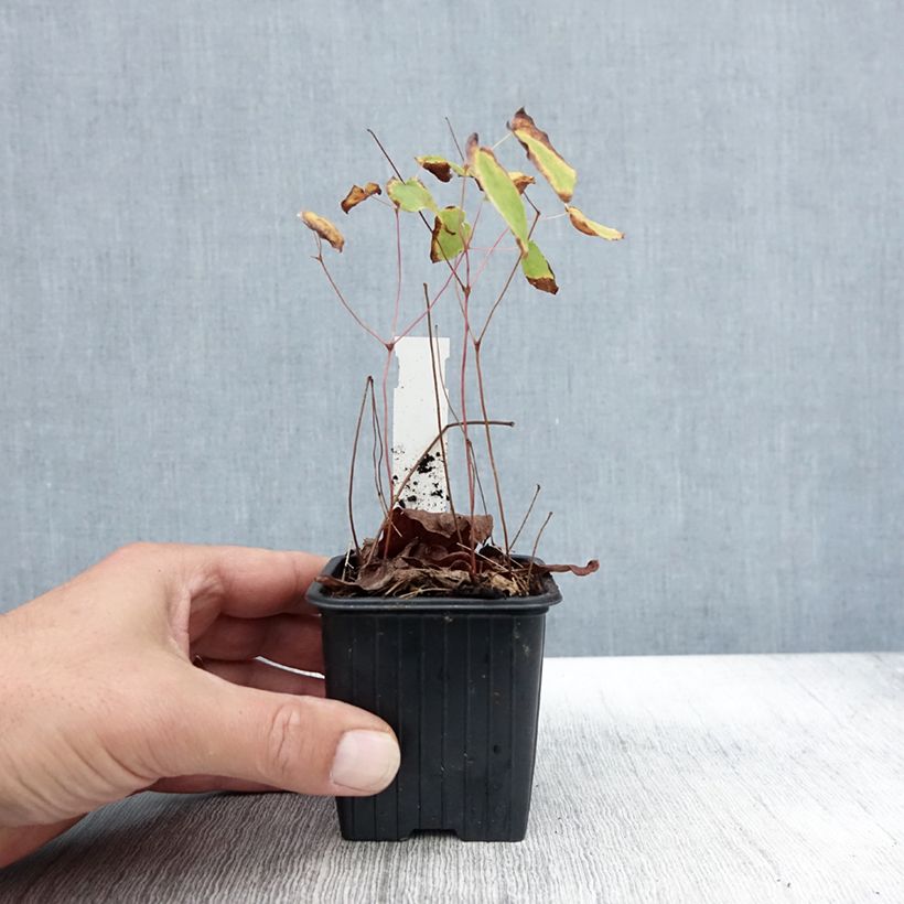 Spécimen de Fleur des Elfes - Epimedium grandiflorum Akebono Godet de 8/9 cm tel que livré en automne