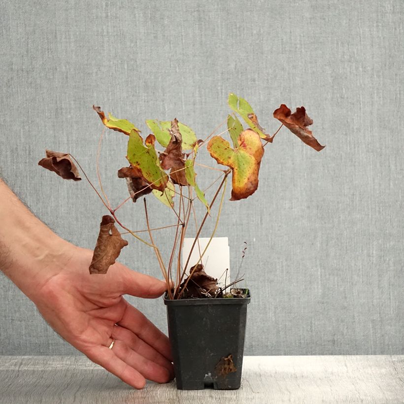 Spécimen de Fleur des Elfes - Epimedium  pubigerum Orangekönigin Godet de 8/9 cm tel que livré en automne