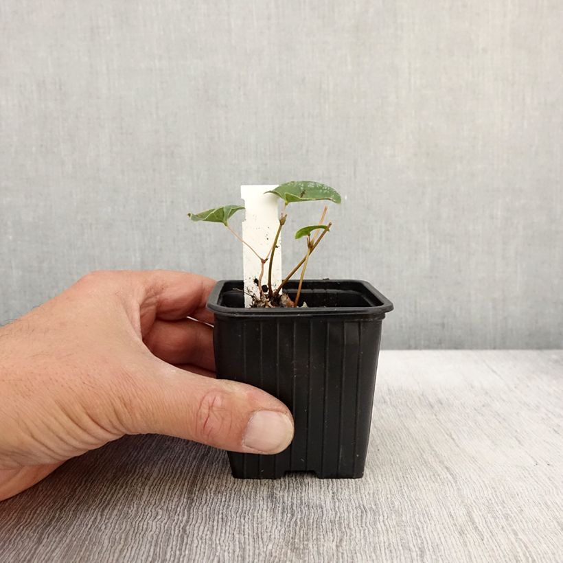 Spécimen de Fleur des Elfes - Epimedium  x versicolor Cupreum Godet de 8/9 cm tel que livré en automne
