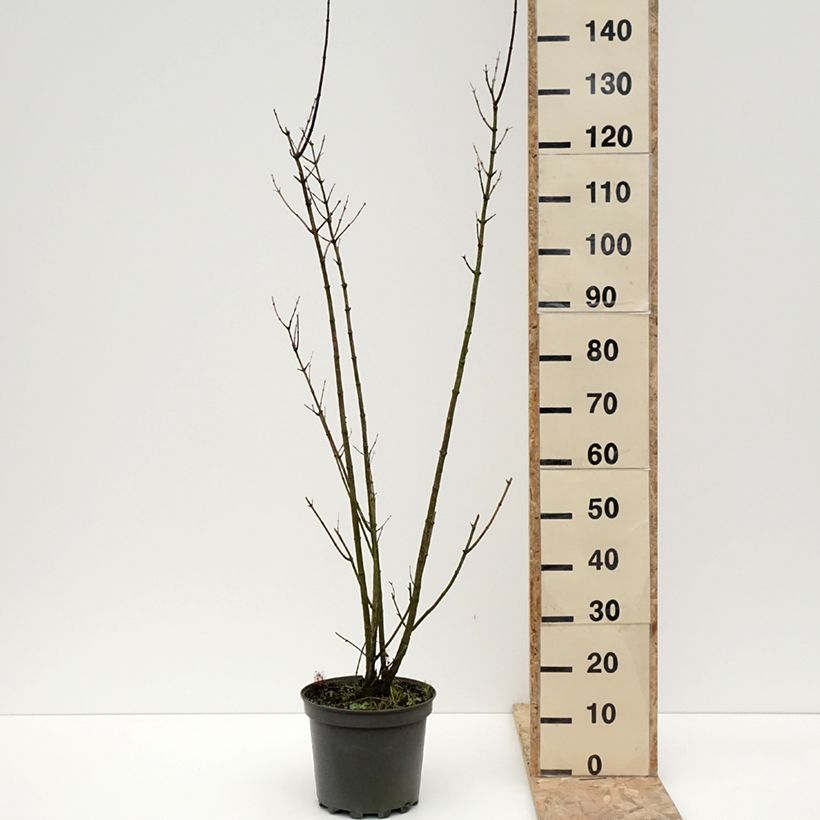 Spécimen de Forsythia blanc de Corée, Abeliophyllum distichum Pot de 4L/5L tel que livré en hiver