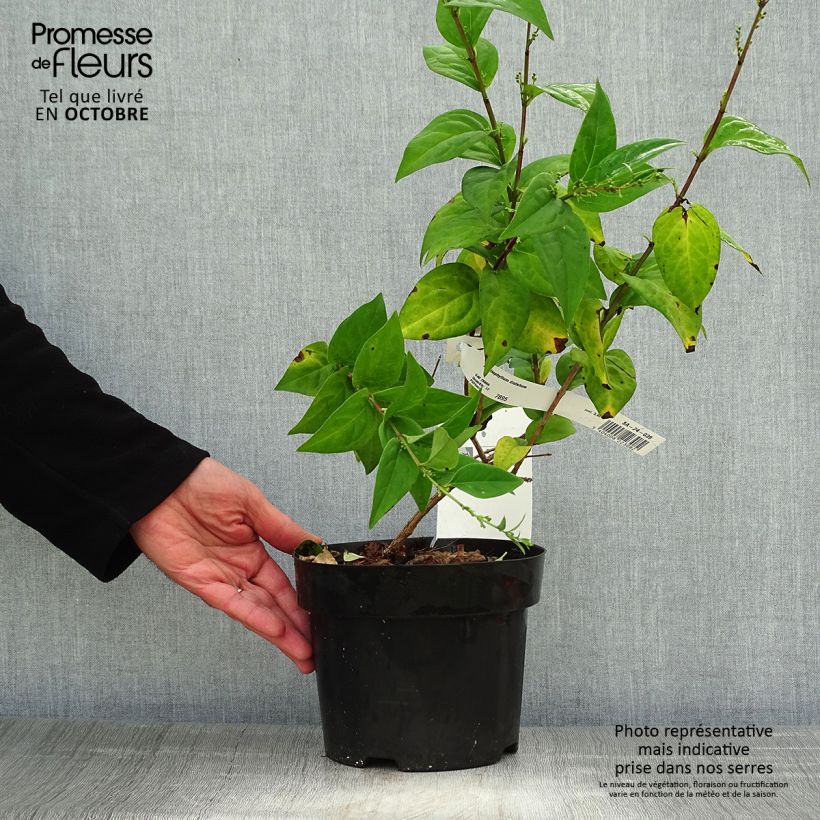 Spécimen de Forsythia blanc de Corée, Abeliophyllum distichum Pot de 2L/3L tel que livré en automne