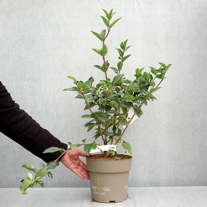 Spécimen de Forsythia intermedia Forbeesia - Mimosa de Paris Pot de 4L/5L tel que livré en automne