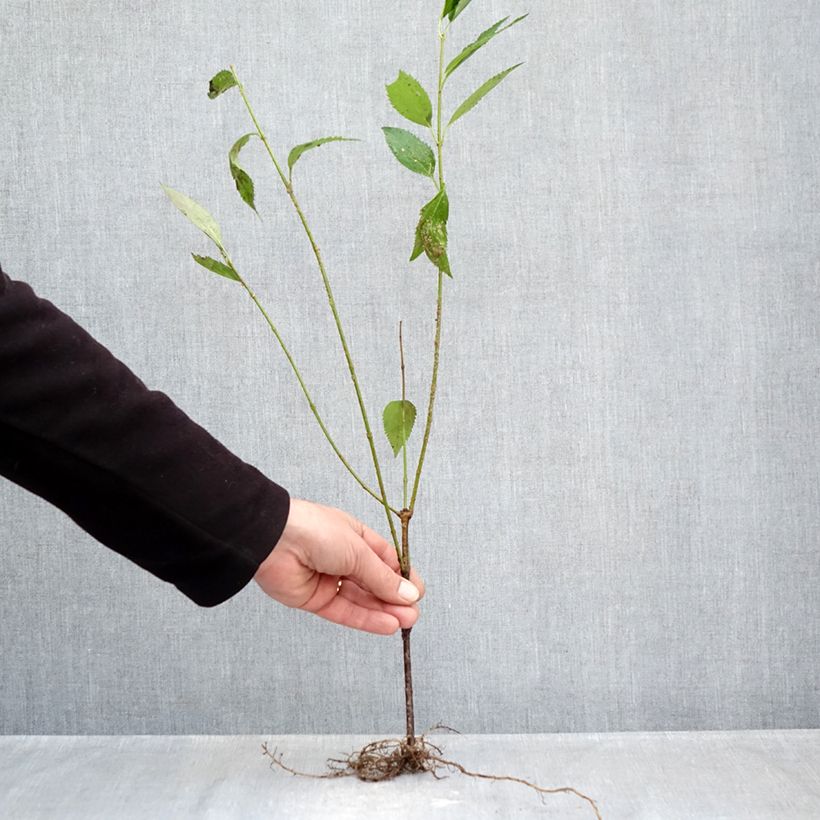 Spécimen de Forsythia intermedia Lyngold - Mimosa de Paris Racines nues tel que livré en hiver