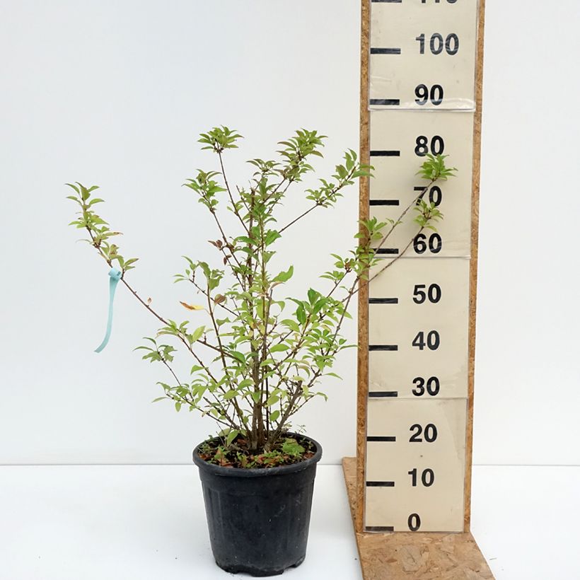 Spécimen de Forsythia intermedia Week-end - Mimosa de Paris Pot de 7,5L/10L tel que livré en été