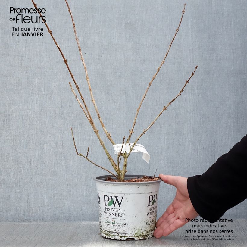 Spécimen de Forsythia koreana Flying Machine - Forsythia de Corée Pot de 3L/4L tel que livré en hiver