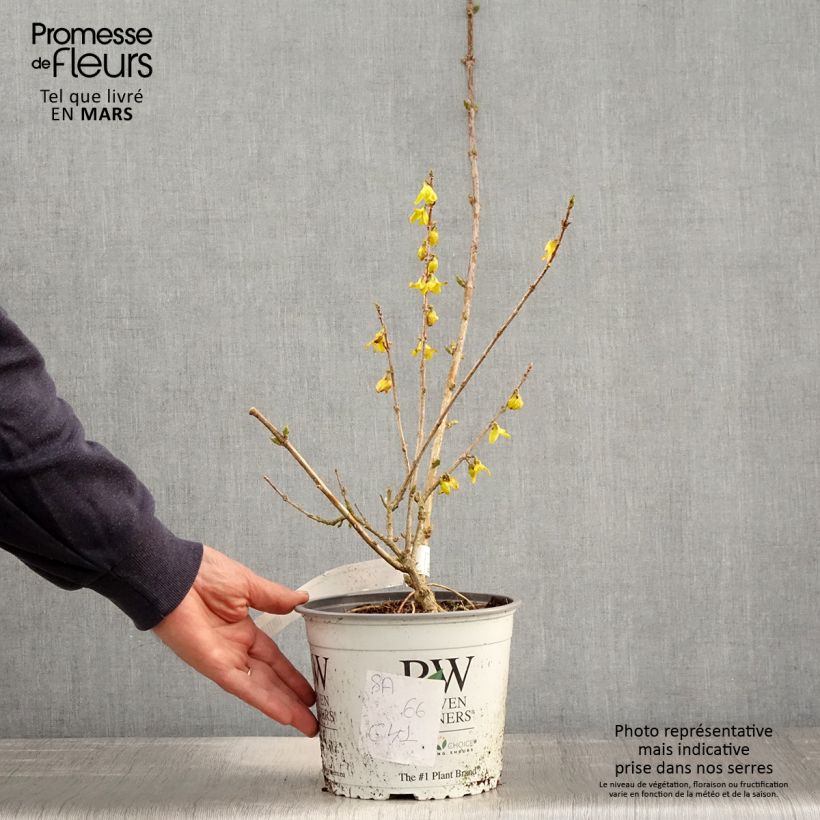 Spécimen de Forsythia koreana Flying Machine - Forsythia de Corée Pot de 3L/4L tel que livré au printemps