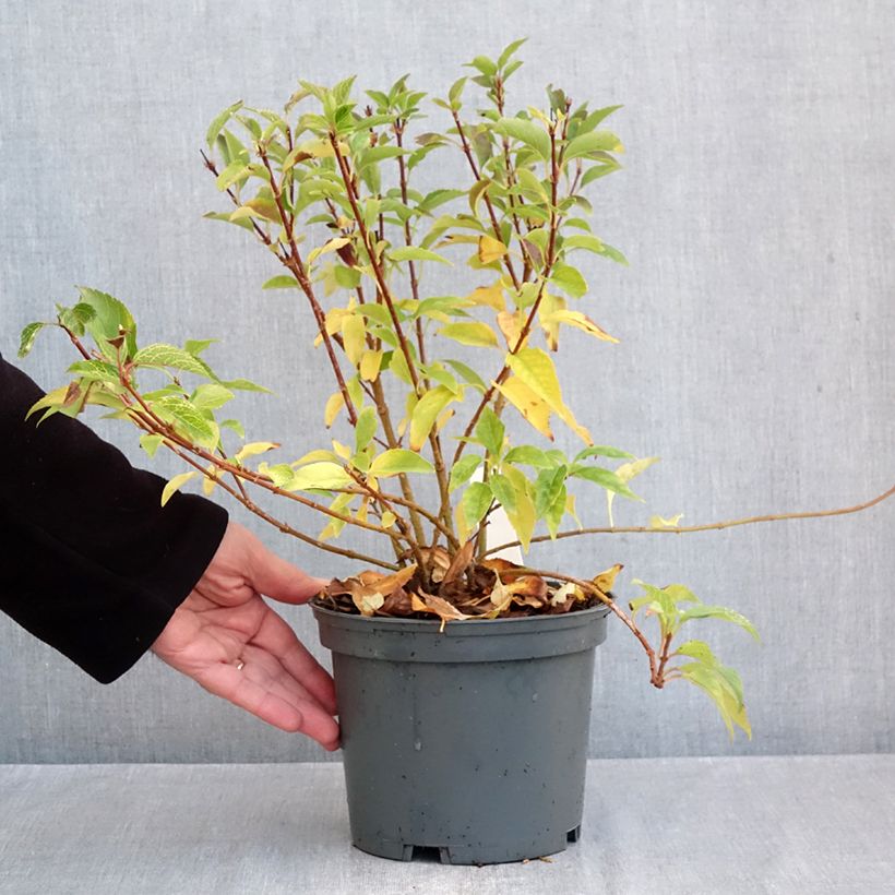 Spécimen de Forsythia koreana Kumsun - Forsythia de Corée -  Pot de 3L/4L tel que livré en automne