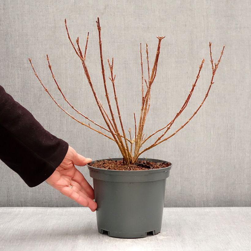 Spécimen de Forsythia koreana Kumsun - Forsythia de Corée -  Pot de 3L/4L tel que livré en hiver