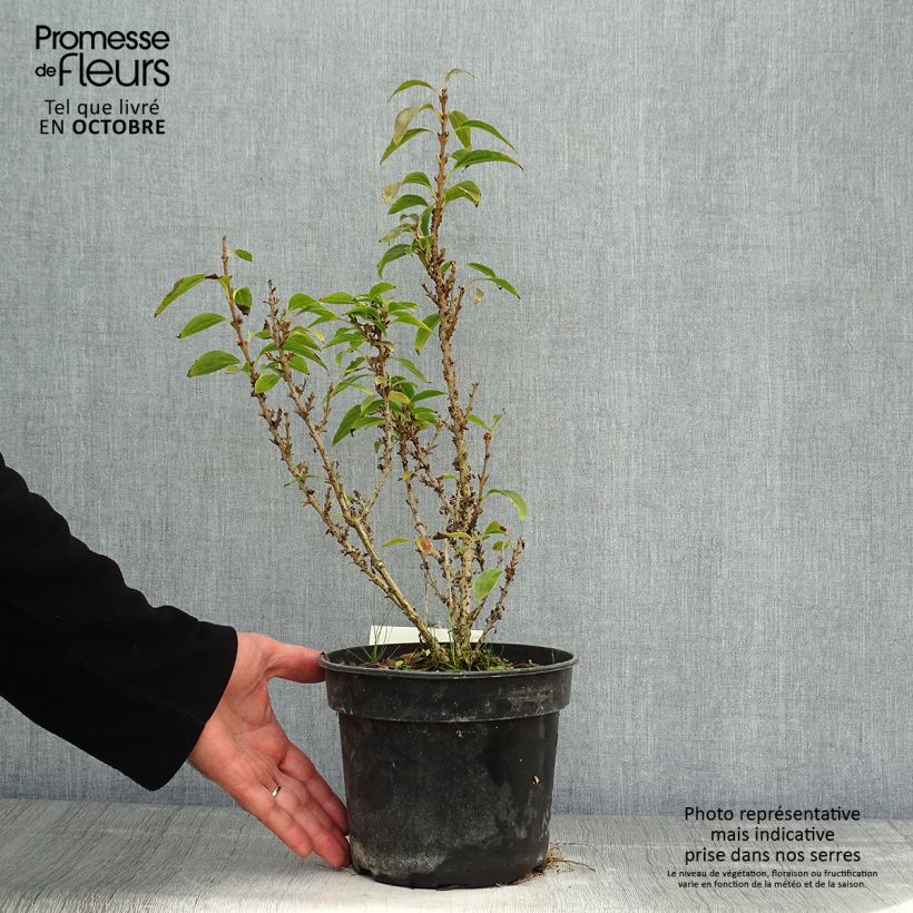 Spécimen de Forsythia Nimbus - Mimosa de Paris nain Pot de 3L/4L tel que livré en automne