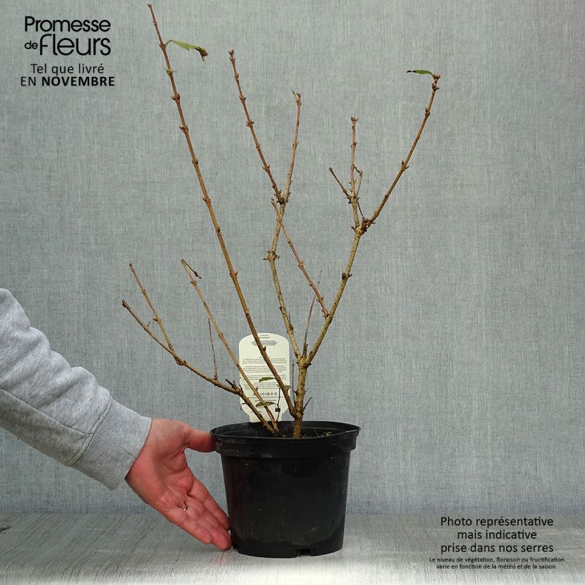 Spécimen de Forsythia x intermedia Gold Rausch - Mimosa de Paris Pot de 2L/3L tel que livré en automne