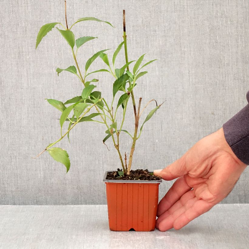 Spécimen de Forsythia x intermedia Goldzauber - Mimosa de Paris Godet de 8/9 cm tel que livré en automne