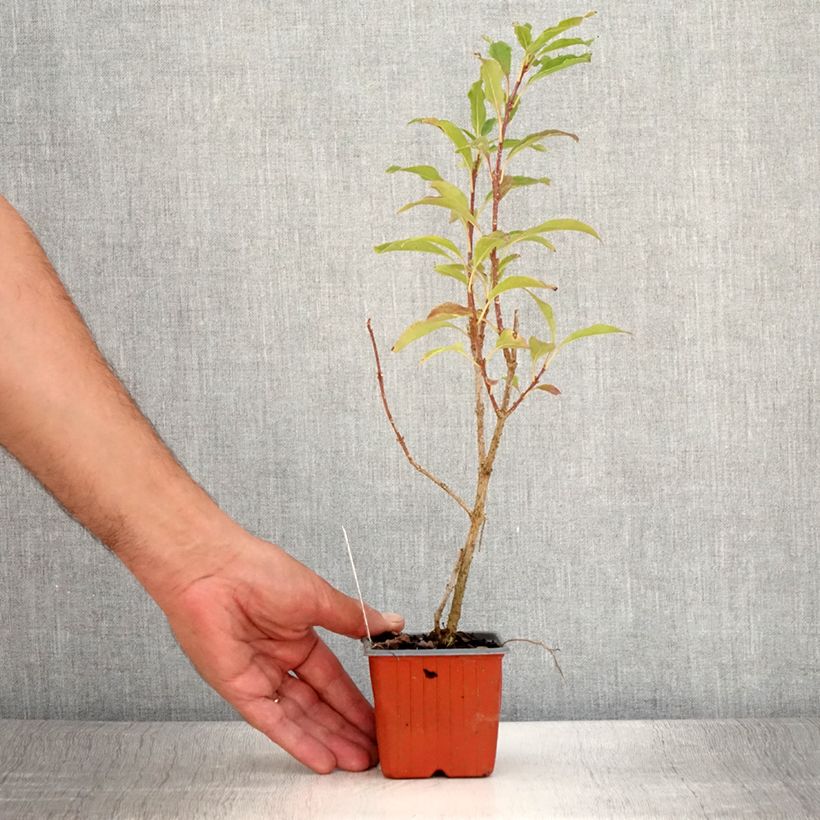Spécimen de Forsythia x intermedia Goldzauber - Mimosa de Paris Godet de 8/9 cm tel que livré en été