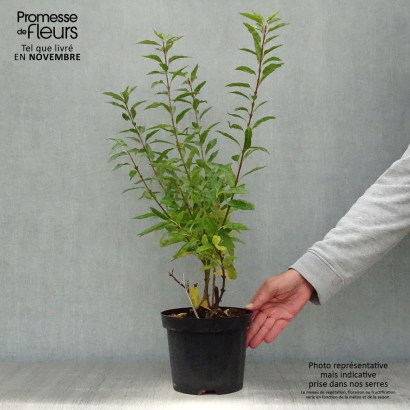 Spécimen de Forsythia (x) intermedia Minigold - Mimosa de Paris Pot de 2L/3L tel que livré en automne
