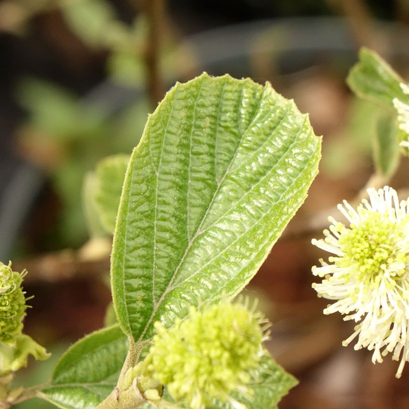 Fothergilla gardenii Suzanne (Feuillage)