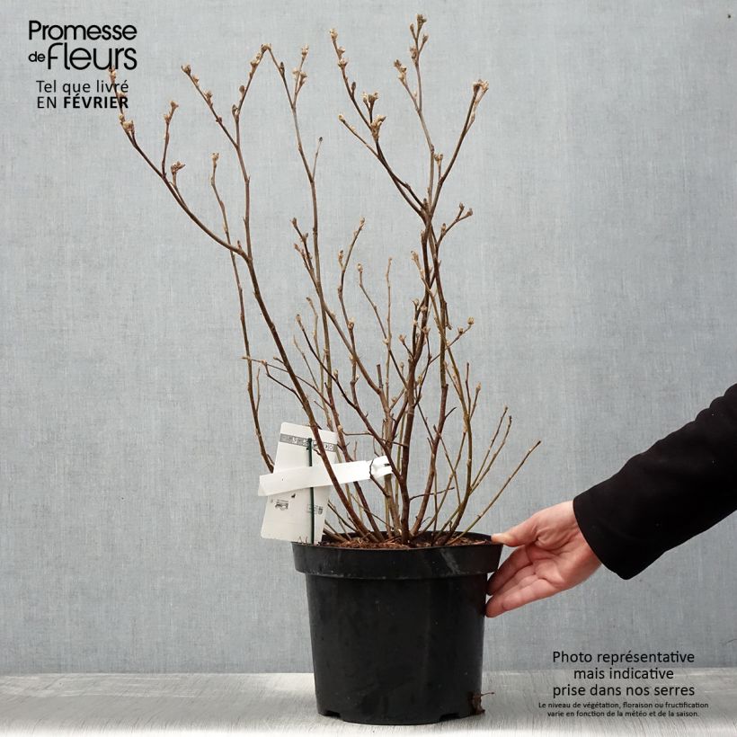 Spécimen de Fothergilla major - Grand Fothergilla Pot de 7,5L/10L tel que livré en hiver
