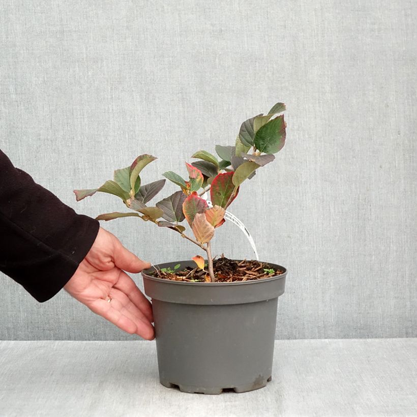 Spécimen de Fothergilla major - Grand Fothergilla Pot de 3L/4L tel que livré en automne