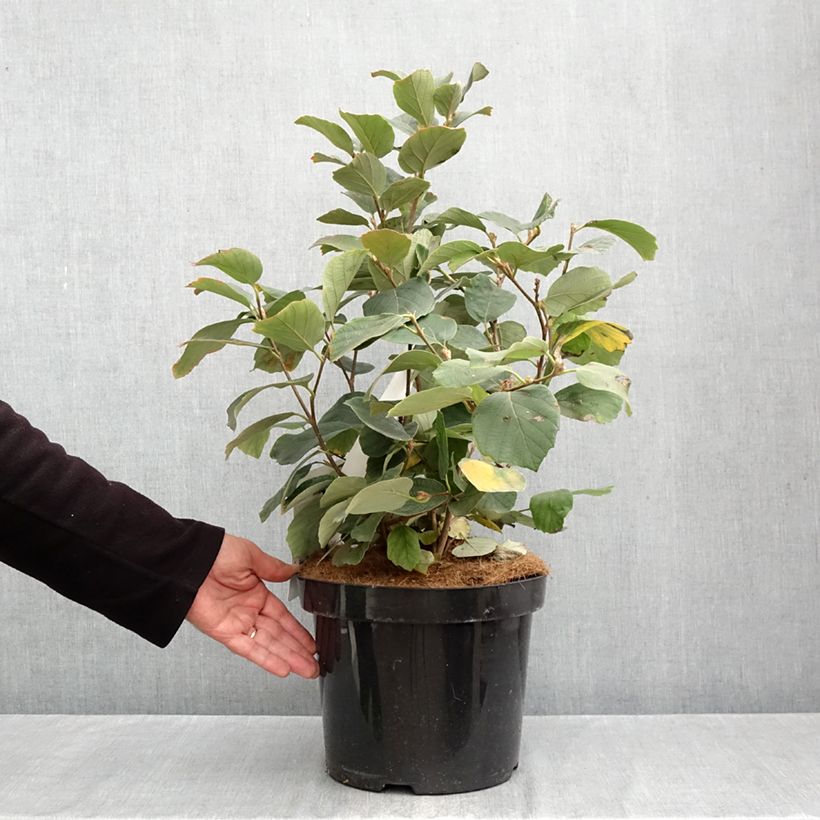 Spécimen de Fothergilla major - Grand Fothergilla Pot de 7,5L/10L tel que livré en automne