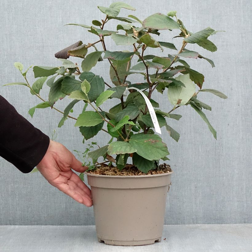 Spécimen de Fothergilla x intermedia Mount Airy Pot de 4L/5L tel que livré en automne