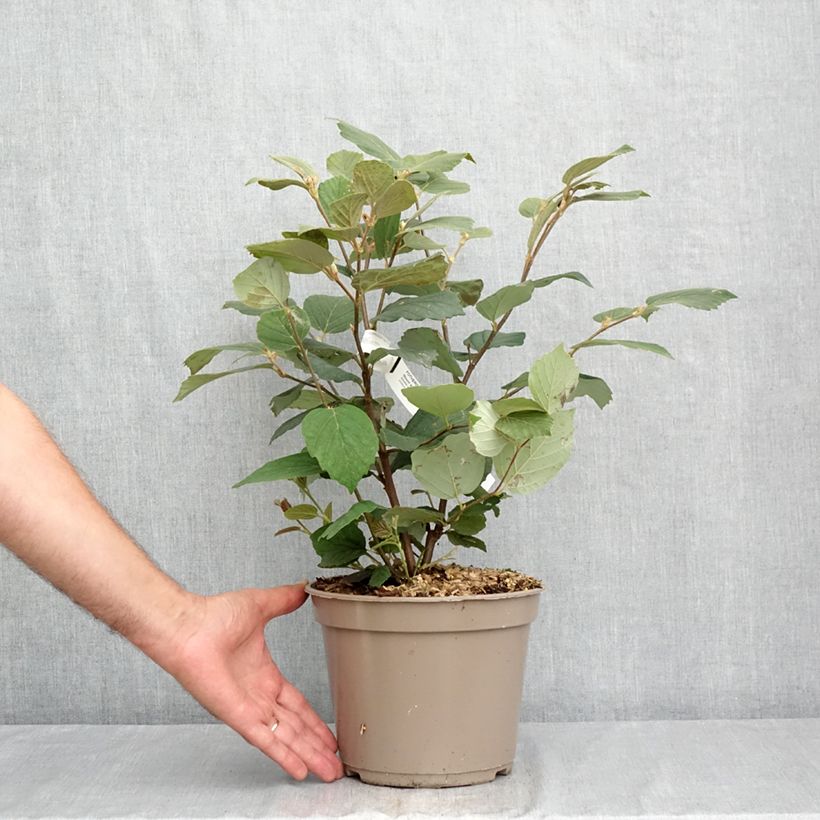 Spécimen de Fothergilla x intermedia Mount Airy Pot de 4L/5L tel que livré en été