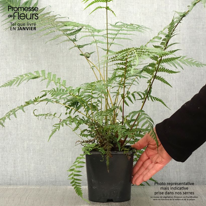 Spécimen de Fougère arborescente - Dicksonia antarctica Pot de 2L/3L tel que livré en hiver