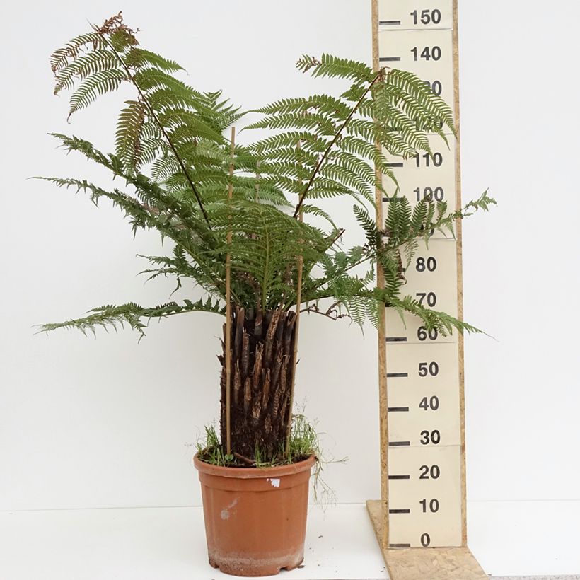Spécimen de Fougère arborescente - Dicksonia antarctica Pot de 18L/20L, Haute-Tige, Hauteur de tronc (stipe) 40/50 tel que livré au printemps