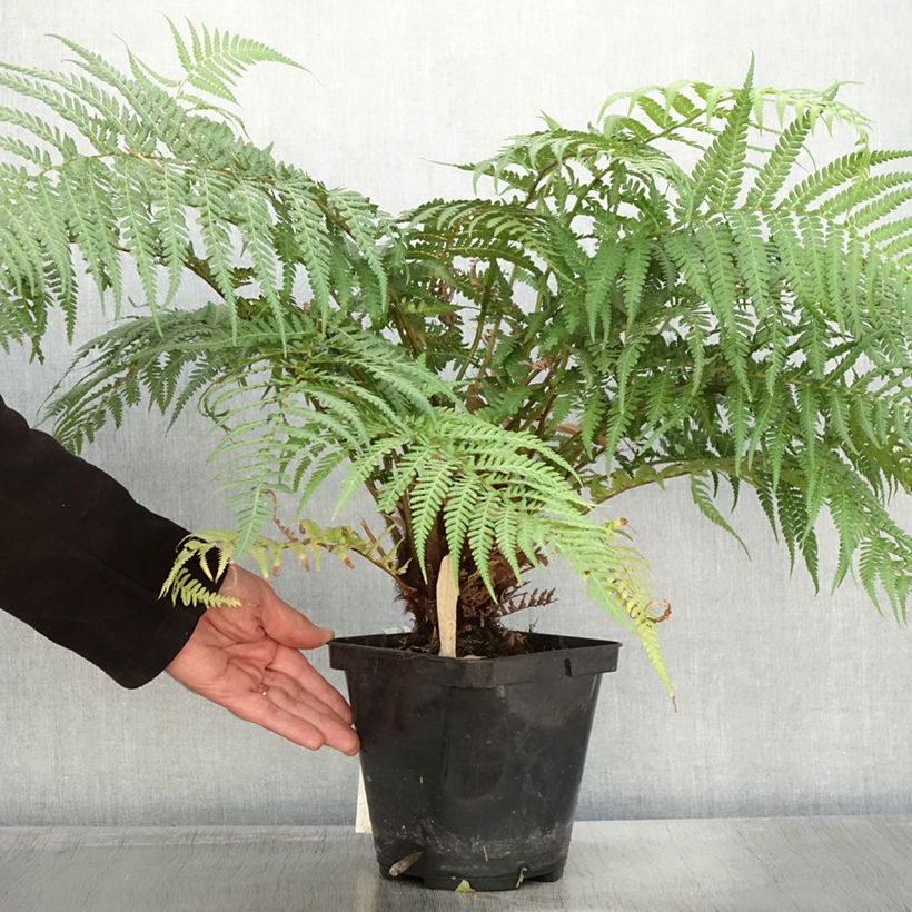 Spécimen de Fougère arborescente - Dicksonia fibrosa Pot de 3L/4L tel que livré en automne