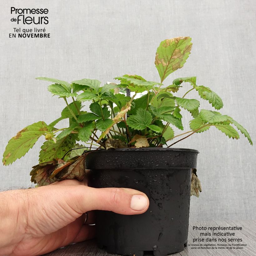Spécimen de Fragaria alpinum Yellow Wonder - Fraisier des Alpes Pot de 1,5L/2L tel que livré en automne