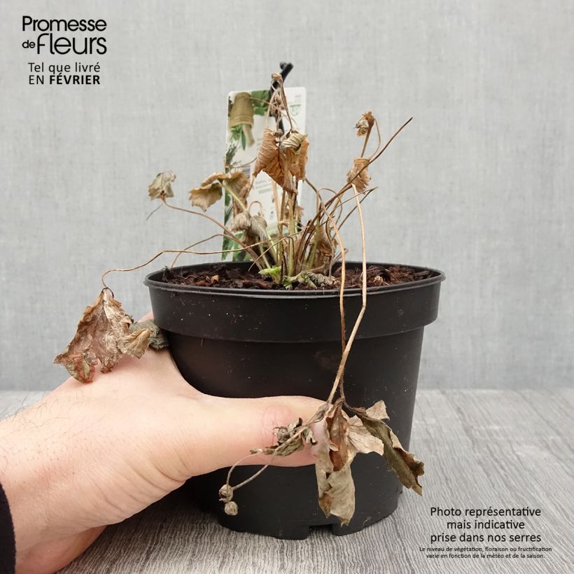 Exemplar von Fragaria alpina Yellow Wonder - Bergerdbeere Topf mit 1,5L/2L wie im Winter geliefert