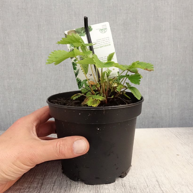 Fresa alpina Yellow Wonder Maceta 1,5L/2L Ejemplar entregado en la primavera