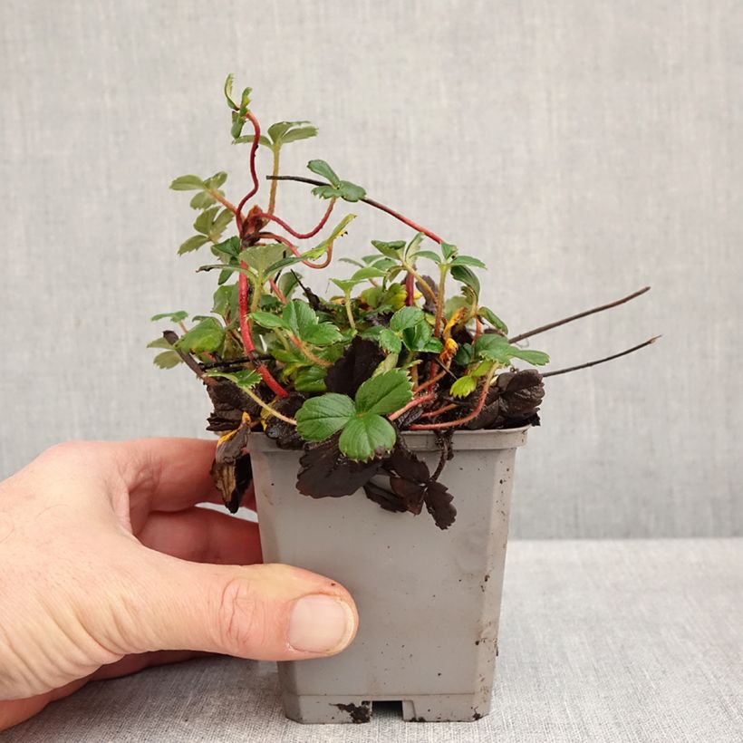 Spécimen de Fragaria chiloensis - Fraise du Chili Godet de 8/9 cm tel que livré en automne
