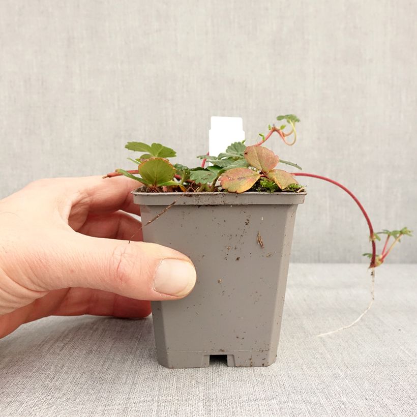 Spécimen de Fragaria chiloensis - Fraise du Chili Godet de 8/9 cm tel que livré en hiver