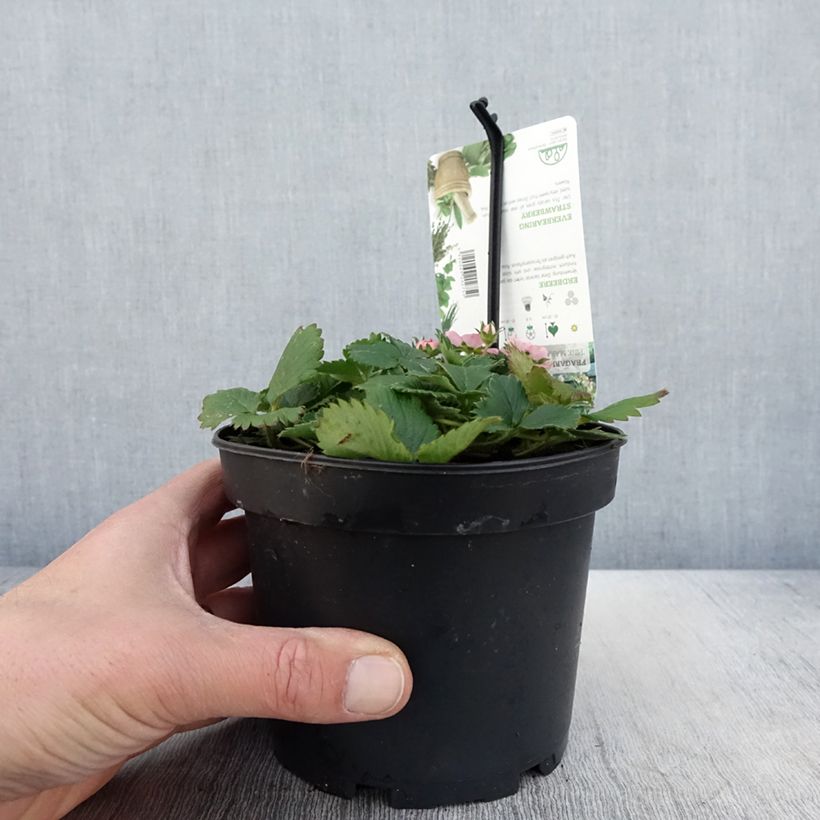 Fragola di bosco Pink Marathon Vaso da 1,5L/2L esemplare consegnato in primavera