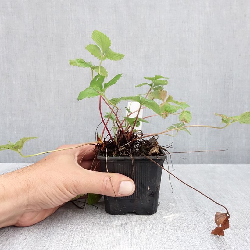 Spécimen de Fragaria vesca Rugen - Fraisier des bois Godet de 8/9 cm tel que livré en automne