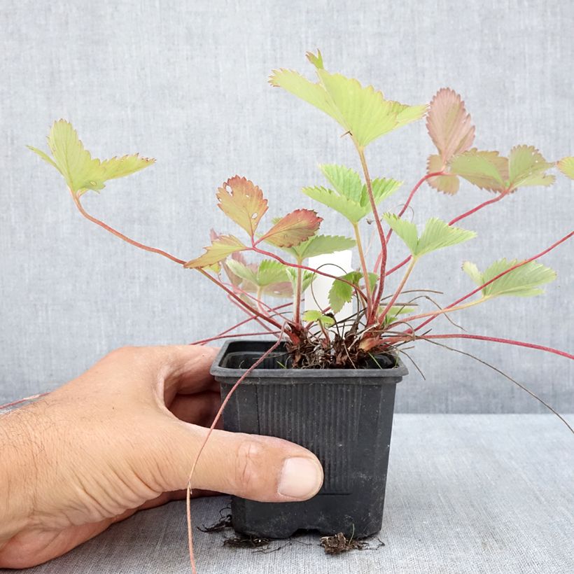 Spécimen de Fragaria vesca Rugen - Fraisier des bois Godet de 8/9 cm tel que livré en été