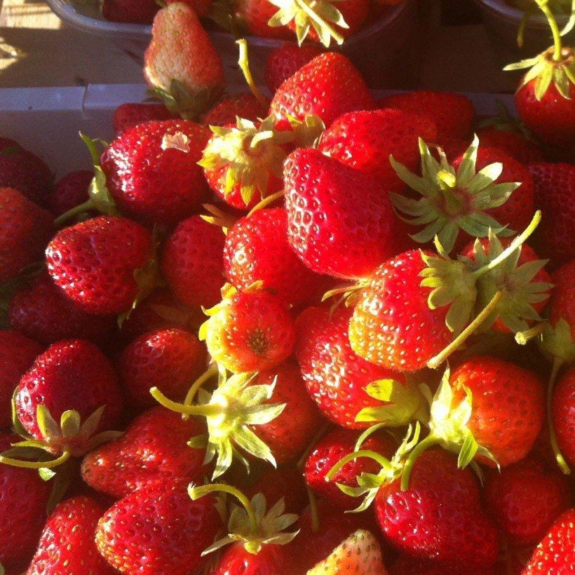 Fraisier Anaïs (remontant) Bio (Récolte)