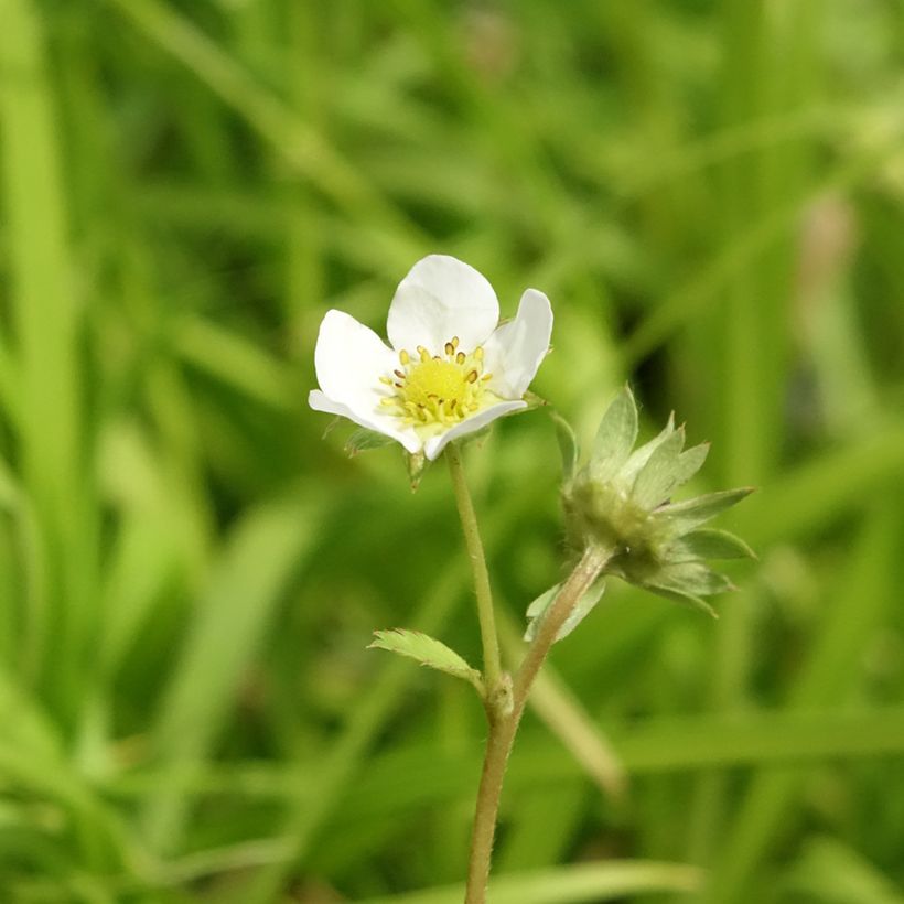 Fraisier Charlotte (remontant)  (Floraison)