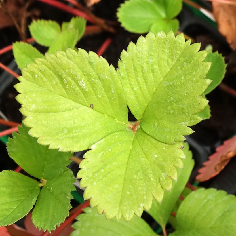 Fraisier Ciflorette (non remontant) (Feuillage)