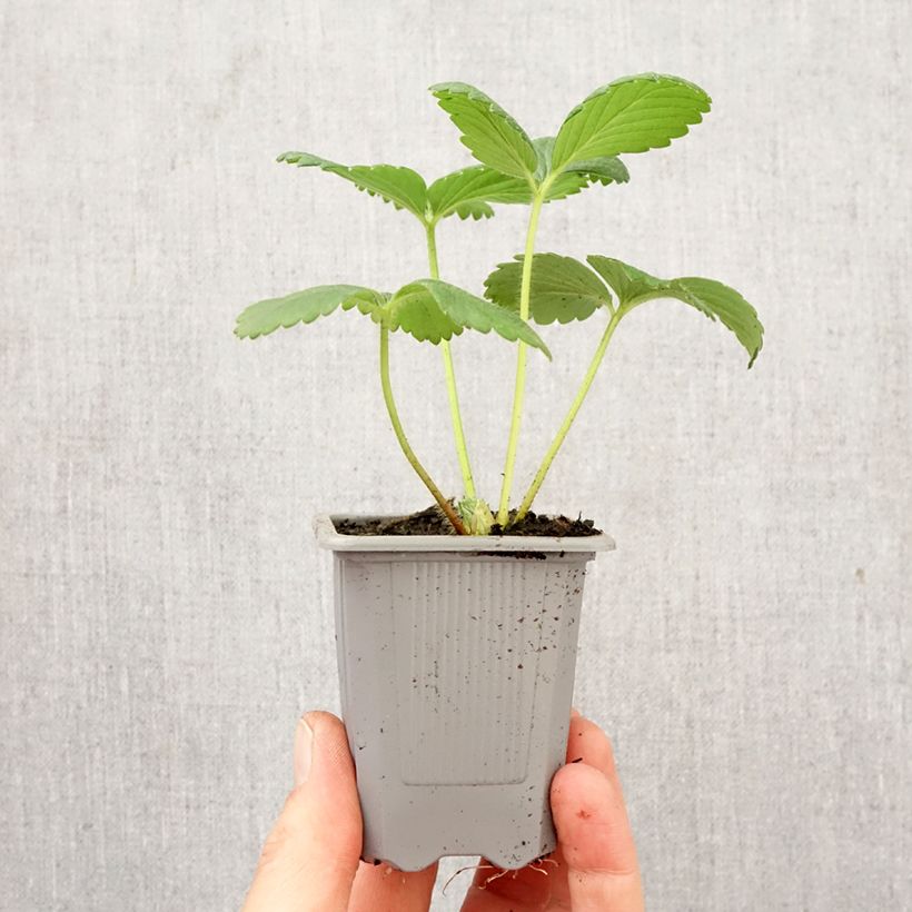 Spécimen de Fraisier Cijosée (remontant) Motte 4 cm x 4,5 cm tel que livré au printemps