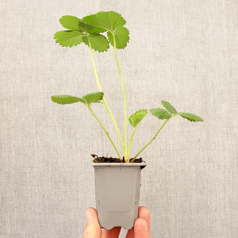 Spécimen de Fraisier Cirano Motte 4 cm x 4,5 cm tel que livré au printemps
