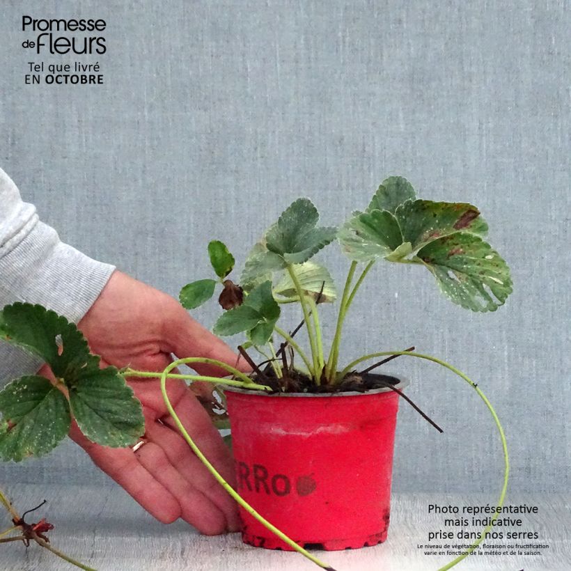 Spécimen de Fraisier Framberry (non remontant) Pot de 12 cm / 13 cm tel que livré en automne