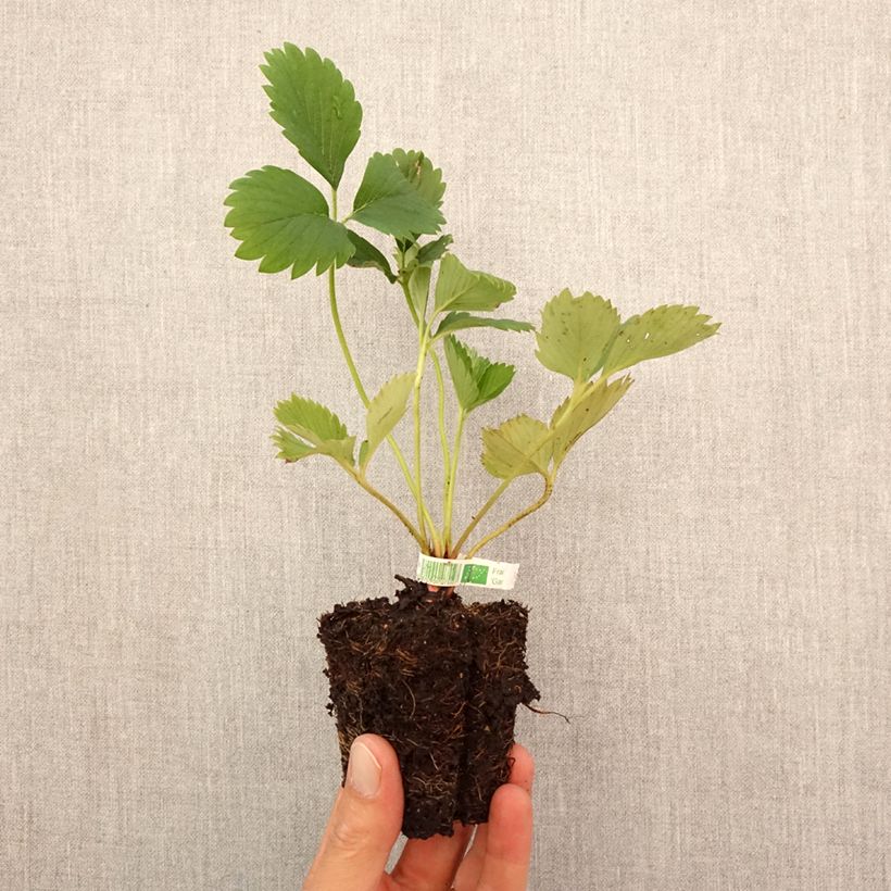 Spécimen de Fraisier Gariguette (non remontant) Bio Motte 5 cm x 7 cm tel que livré en automne